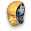 brain