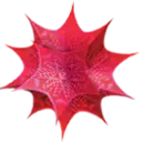Mathmatica